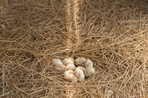 egg on ground, fresh eggs