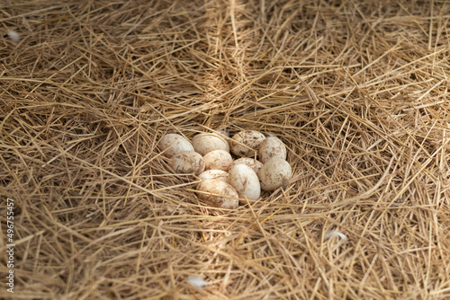 egg on ground, fresh eggs