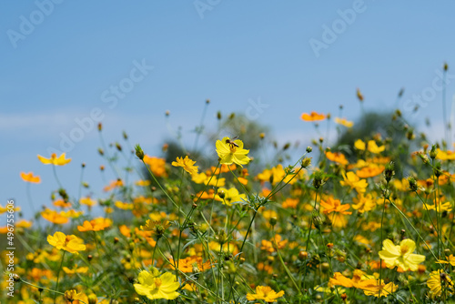 closeup sulfur cosmos flower with blur background