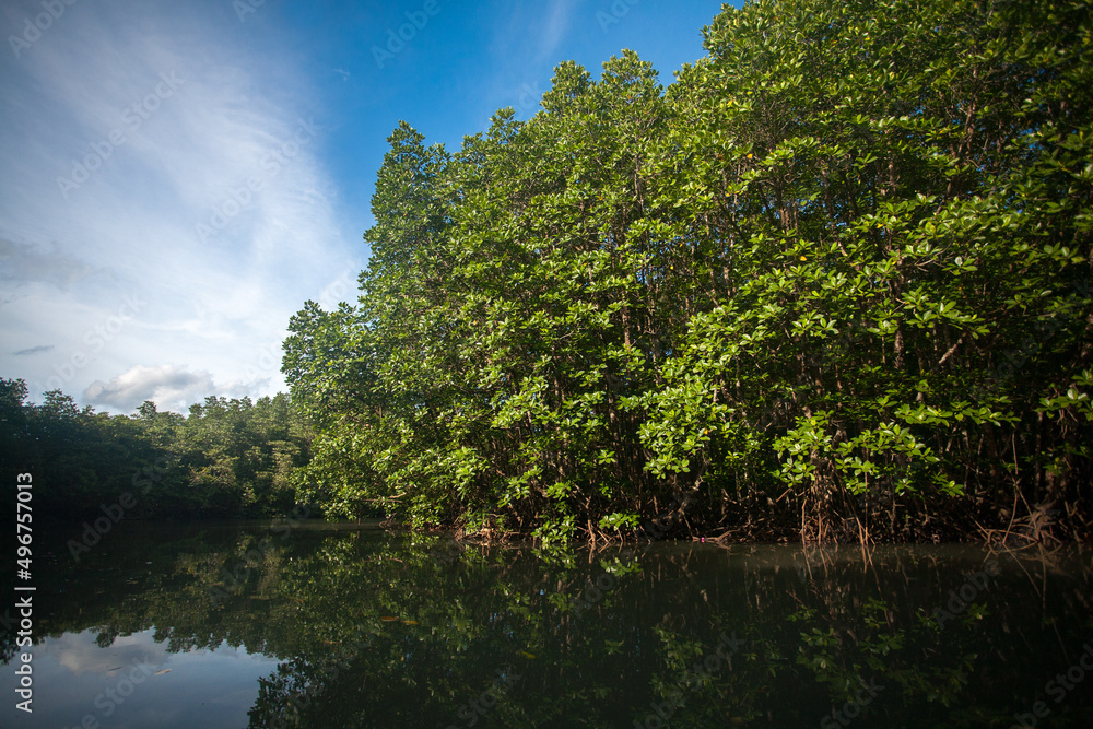 Mangrove forest in Koh Chang island, Trat Province, Thailand