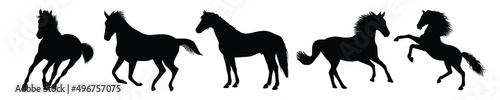 Horse collection vector silhouette. Rearing horse.