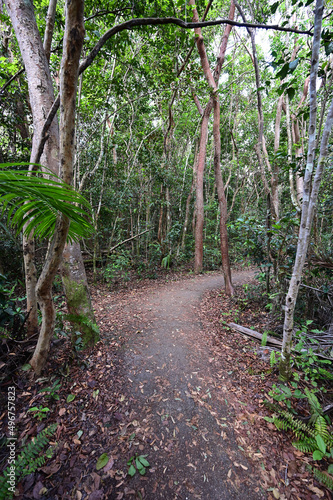 Gumbo Limbo Trail in Royal Palm Everglades National Park, Florida.
