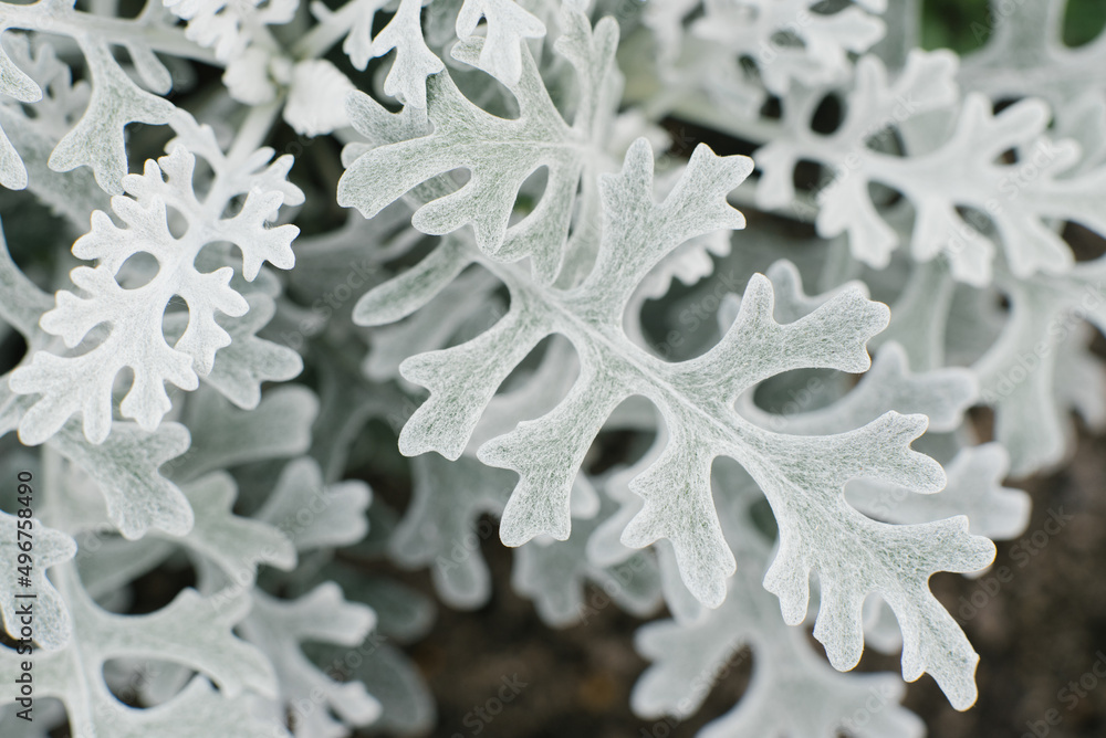 Cineraria primorskaya grows in the garden in summer. natural background Cineraria primorskaya grows in the garden in summer. natural background