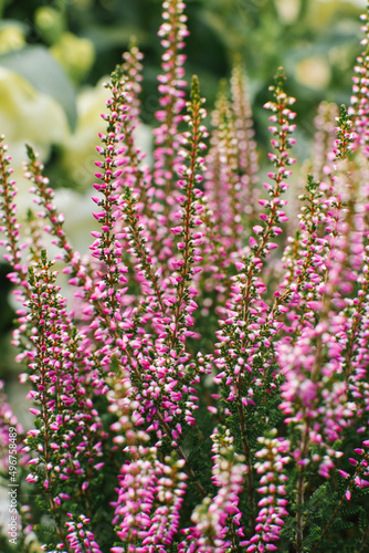 Lilac pink heather blooms in autumn in the garden close-up. Natural background