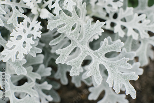 Cineraria primorskaya grows in the garden in summer. natural background