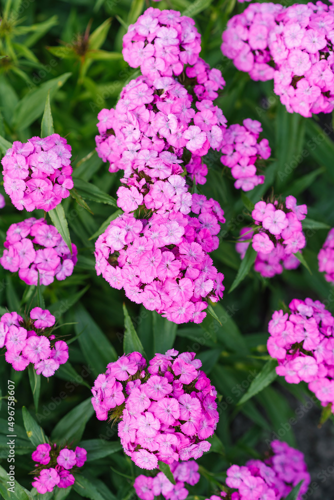 Beautiful bright pink flowers of Turkish carnation in the summer garden Beautiful bright pink flowers of Turkish carnation in the summer garden