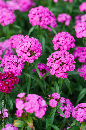 Beautiful bright pink flowers of Turkish carnation in the summer garden