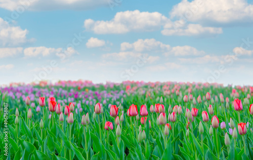Blooming tulips field with cumulus clouds in the sky