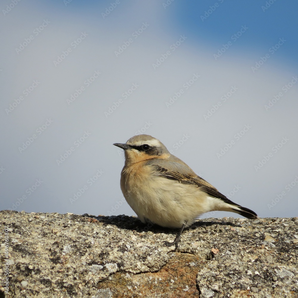 Naklejka premium bird on a branch