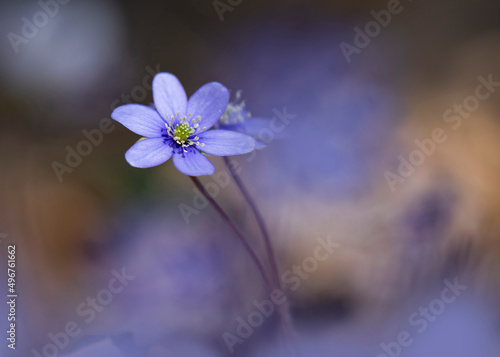 Common hepaticas (Anemone hepatica) blooming in spring