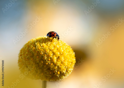 Ladybug crawling on top of billy button (Craspedia glauca) photo
