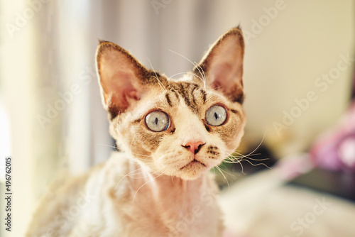Quadro em tela Sphynx Devon Rex cat close-up. Portrait of a pet.
