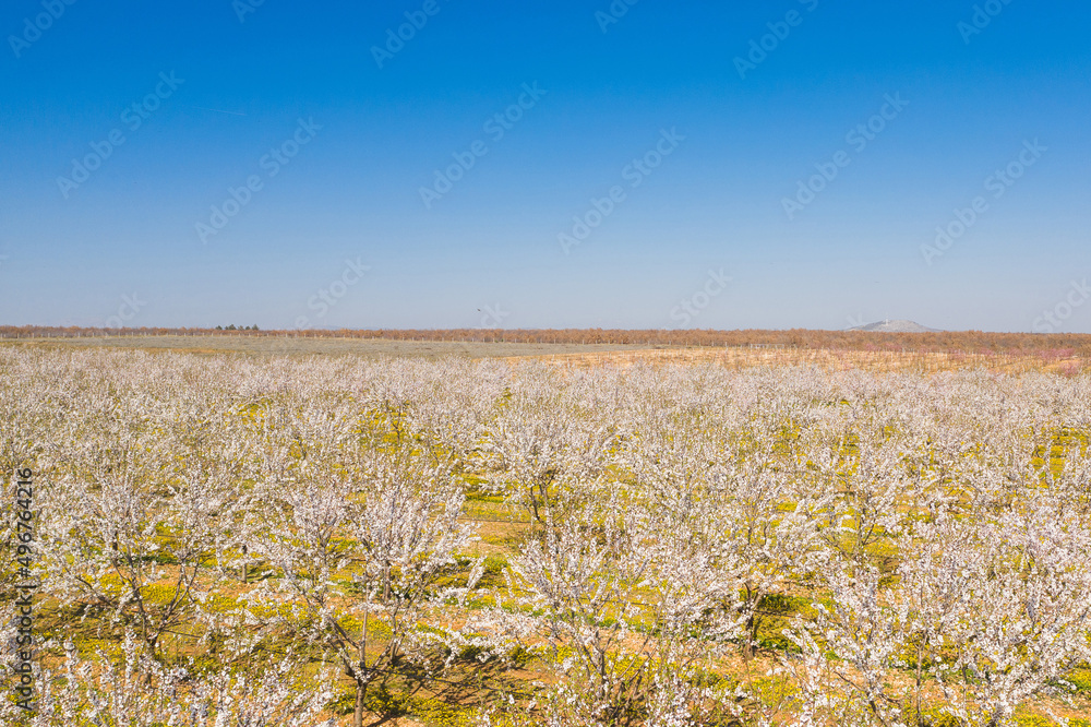Long alley of almond trees blossom on an almonds plantation, view from drone Long alley of almond trees blossom on an almonds plantation, view from drone