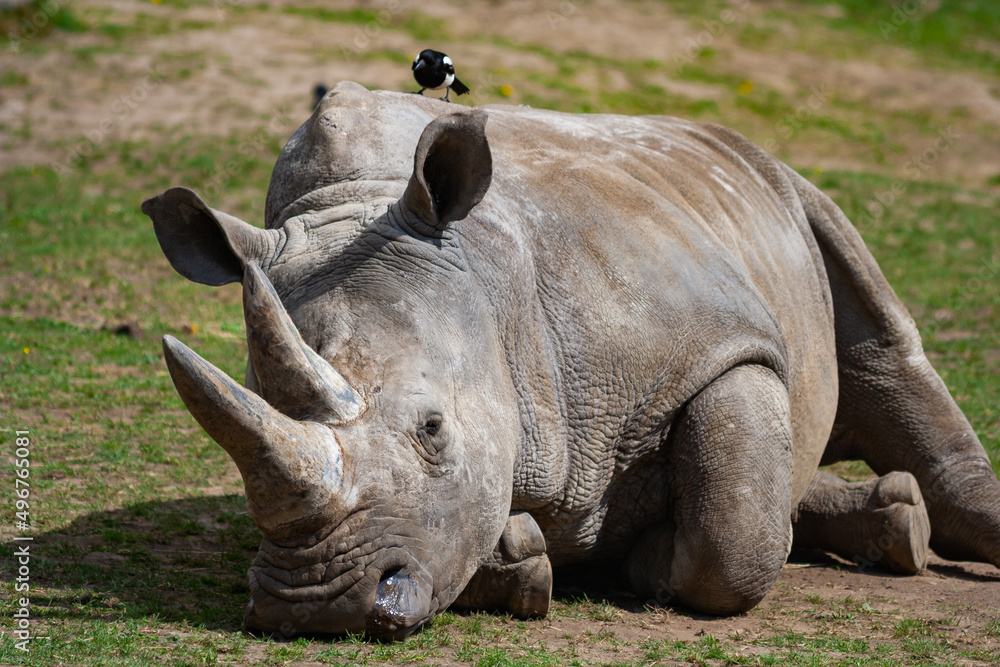 Obraz premium Southern White Rhinoceros