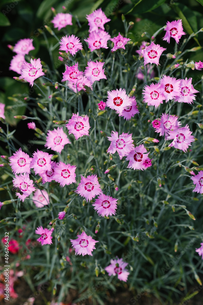 Pink carnation grass flowers grow in the summer in the garden Pink carnation grass flowers grow in the summer in the garden