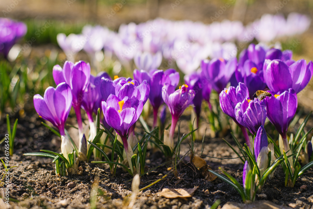 Spring crocus flowers bloom in the garden Spring crocus flowers bloom in the garden