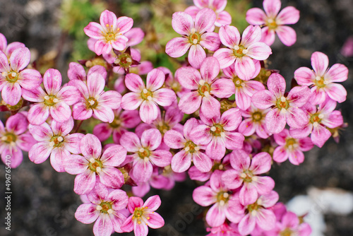 Bright pink Saxifraga flowers in the spring in the garden close-up