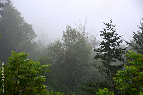 Nebel am Morgen in den Great Smoky Mountains  Tennessee