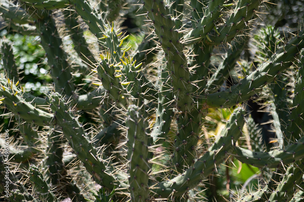 Cactus backdround, cacti design or cactaceae pattern. Cactus backdround, cacti design or cactaceae pattern.