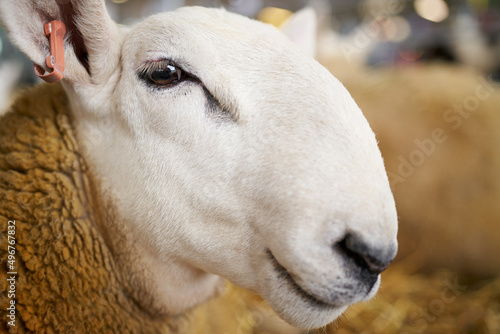 A close-up head portrait of a North Country Cheviot sheep in a pen prior to being sold at an agricultural auction in the UK. photo