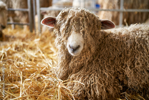 Quadro su tela A close-up of a Lincoln Long Haired sheep in a pen prior to being sold at an agricultural auction in the UK