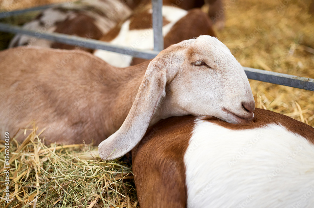 A goat sleeping on hay in its pen with it's head resting on the back of another goat at an agricultural event.