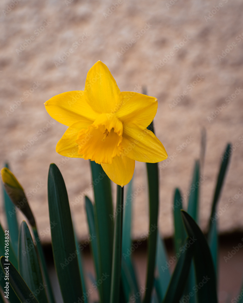 Obraz premium Narcissus flowers decorating a home