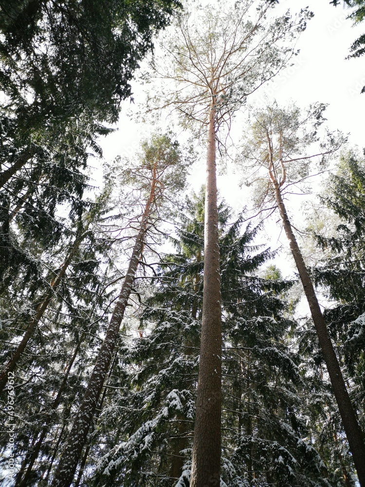 Fototapeta premium trees in the forest