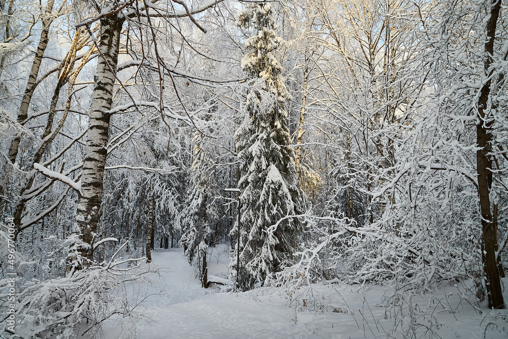 Forest covered with white snow on a cold winter day Forest covered with white snow on a cold winter day