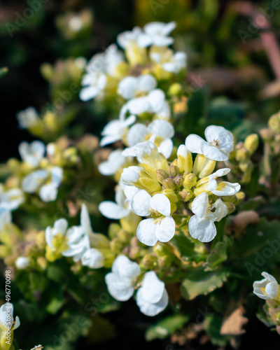 Fototapeta Naklejka Na Ścianę i Meble -  White arabis alpina caucasica flowers blooming in the garden