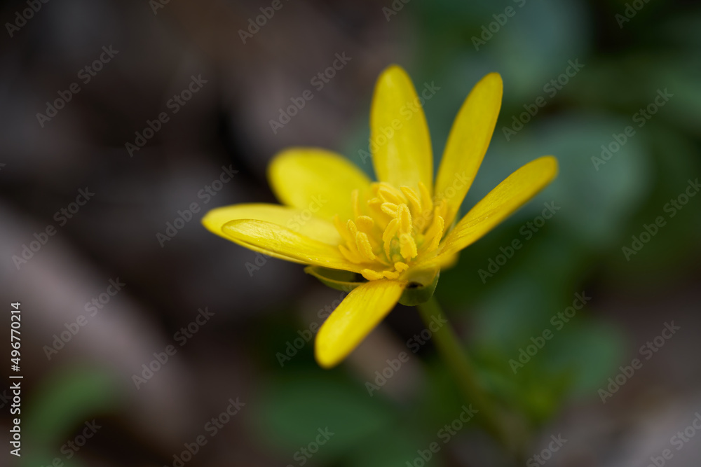 Spring plant Ficaria verna in forest. Known as lesser celandine or pilewort. Wild yellow flower, detail of flower head, selective focus. Spring plant Ficaria verna in forest. Known as lesser celandine or pilewort. Wild yellow flower, detail of flower head, selective focus.