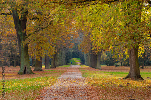 Autumn in a park in Kassel  Germany  with many old trees and a footpath  a jogger can be seen on the horizon