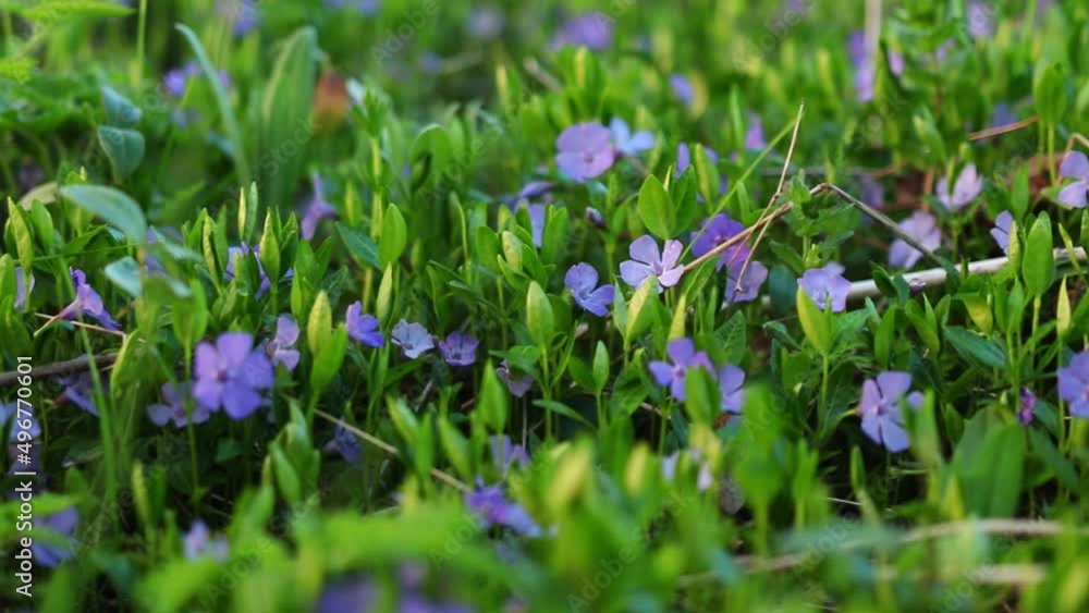 Wild flowers with green grass in early spring Wild flowers with green grass in early spring