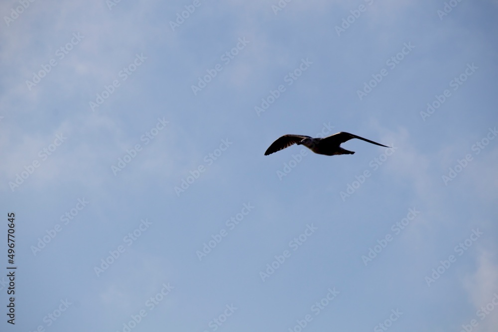 seagull in the sky