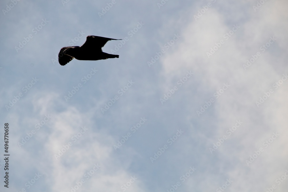 Obraz premium seagull in the sky