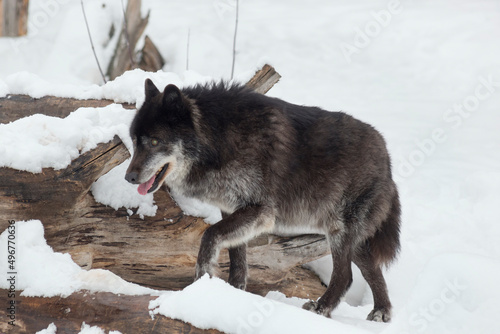 Wild black canadian wolf is walking on a white snow. Canis lupus pambasileus. Animals in wildlife.