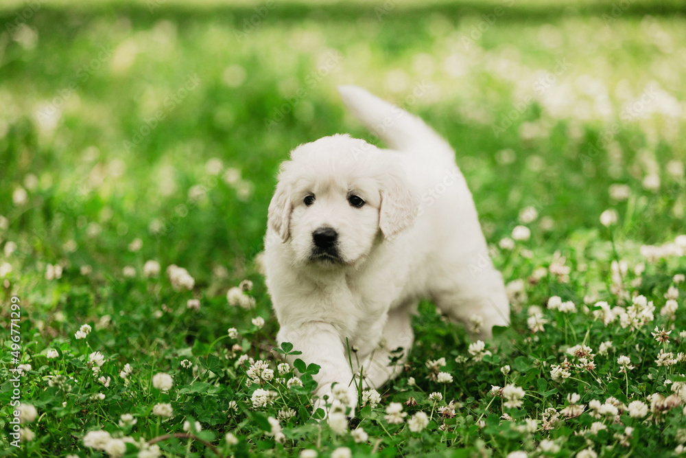 little golden retriever puppies on the green lawn little golden retriever puppies on the green lawn