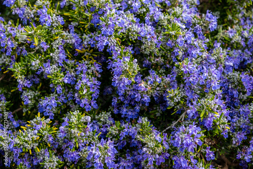 Rosemary flowers in early spring sunshine photo