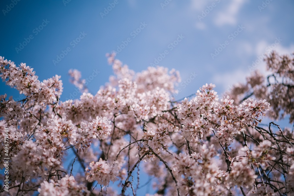 cherry blossom