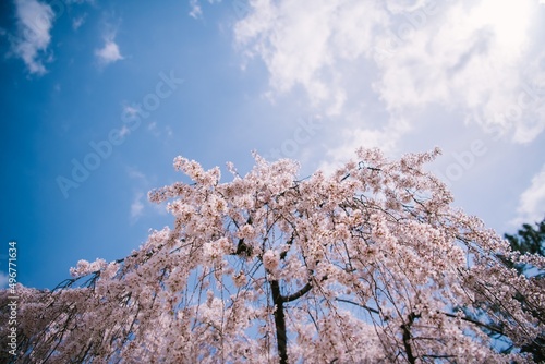 Wallpaper Mural cherry blossom in spring Torontodigital.ca