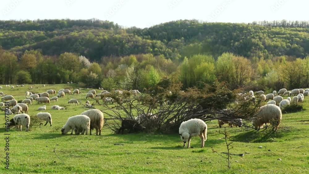 Herd of sheep grazing in spring season on the hill Herd of sheep grazing in spring season on the hill