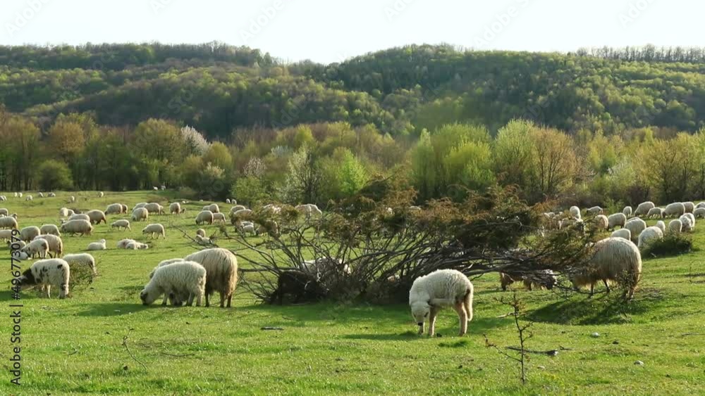 Herd of sheep grazing in spring season on the hill Herd of sheep grazing in spring season on the hill