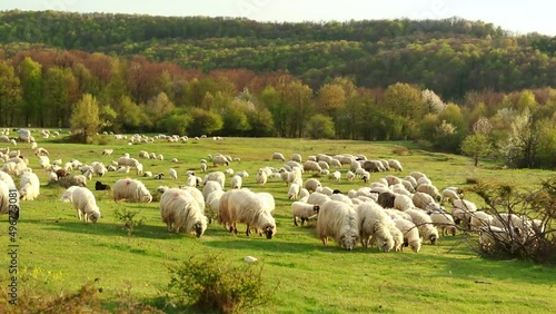 Beautiful landscape with a gherd of sheep grazing on the hill during spring