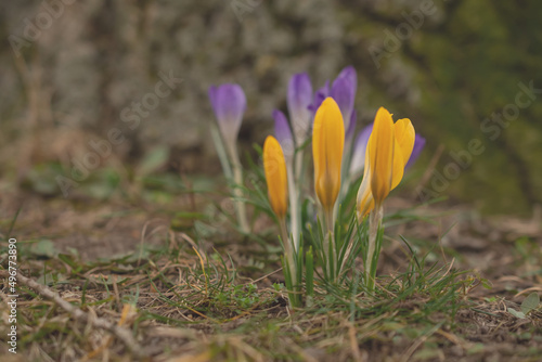  First Spring Flowers, Yellow Crocuses