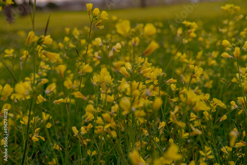 Beginning of the first with the flower brassica carinata