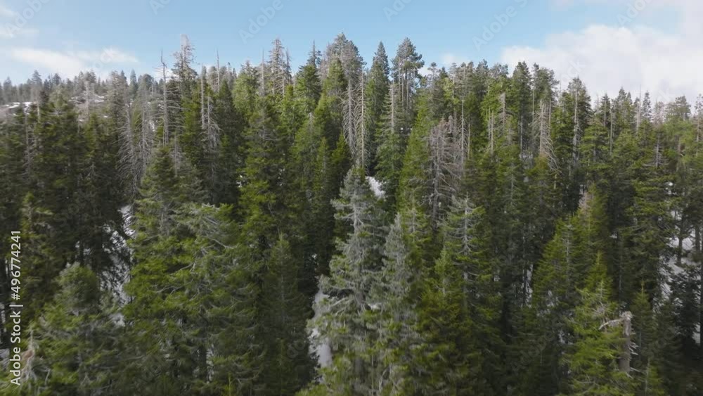 Peaceful and calm wilderness of dense forest as seen from above Peaceful and calm wilderness of dense forest as seen from above