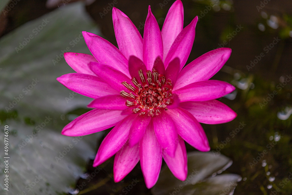 Fototapeta premium pink flower in the garden