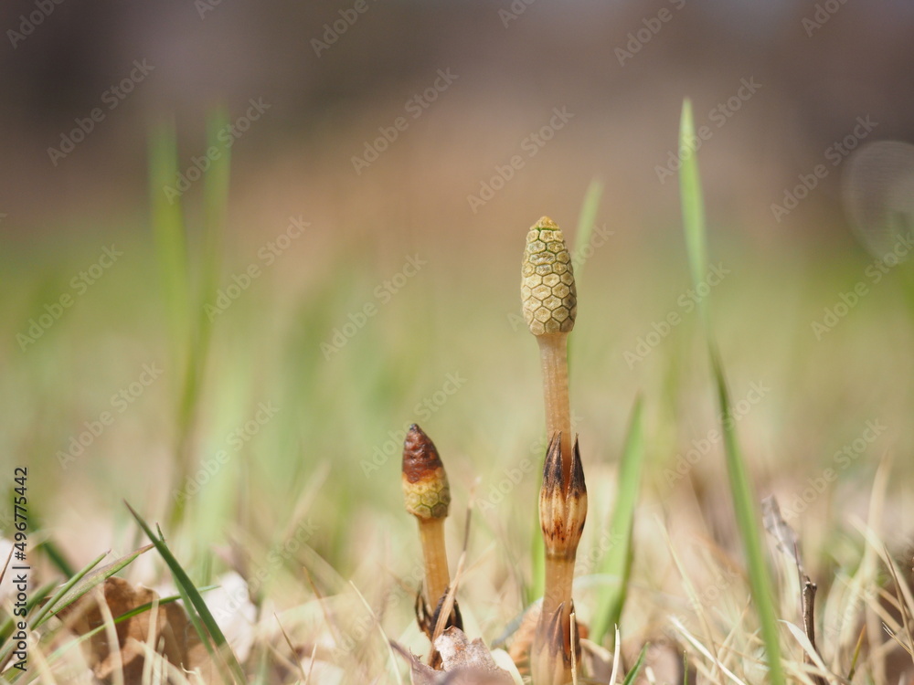 Field horsetail plant in the field of spring.