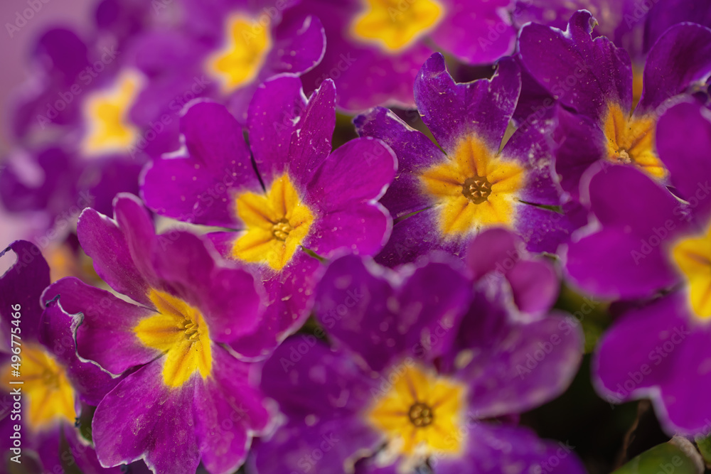 Multicolor Garden Primula Flowers, top view. Primrose Primula Vulgaris blossom. Vivid Live wall of Primula Primrose Multicolored flowers Multicolor Garden Primula Flowers, top view. Primrose Primula Vulgaris blossom. Vivid Live wall of Primula Primrose Multicolored flowers