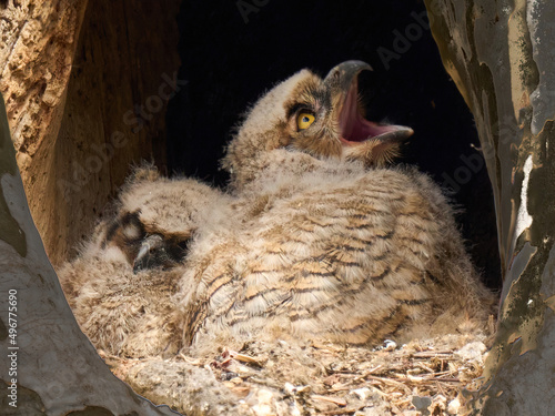 Cuadro en lienzo Great Horned Owl owlets raptors